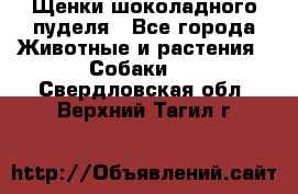 Щенки шоколадного пуделя - Все города Животные и растения » Собаки   . Свердловская обл.,Верхний Тагил г.